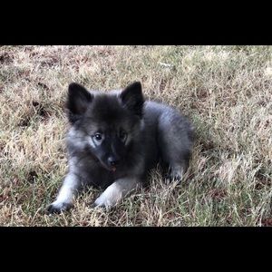 Meet your Posher, Roxana